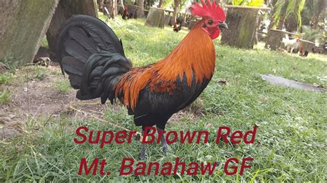 mt banahaw super brown red